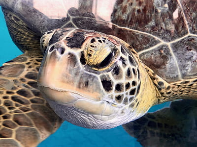 closeup photo of turtle thumbnail
