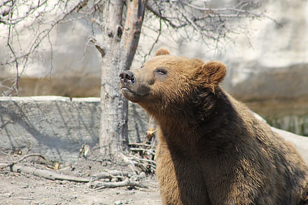 brown grizzly bear sitting near gray bare trees thumbnail