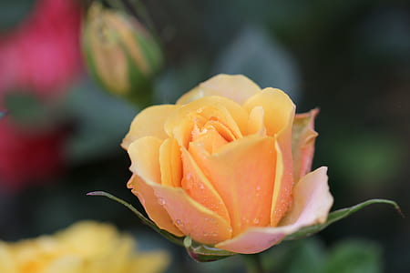 yellow rose flower with water dew on focus photo thumbnail