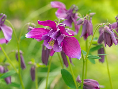 purple flower thumbnail