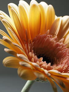selective focus of orange petaled flower thumbnail