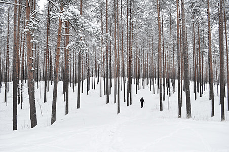 person wearing black jacket standing in the middle of snow covered mountain with green-leafed trees thumbnail