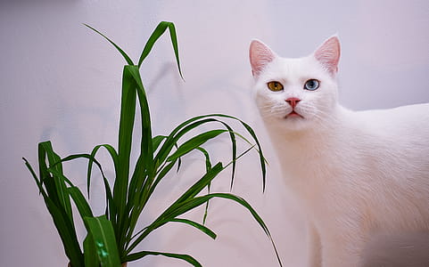 Cat Beside A Plant thumbnail