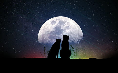 silhouette photography of animals thumbnail