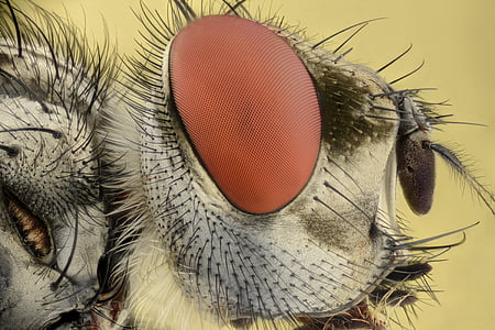close-up photography of fly thumbnail