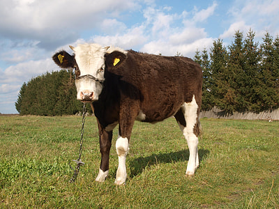 The Bull In The Meadow thumbnail