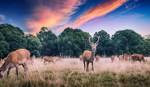 herd of deer on the field thumbnail