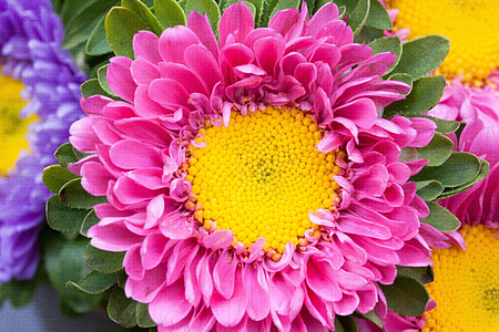 selective focus photography of pink petaled flower thumbnail
