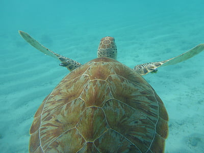brown turtle swimming under the sea thumbnail