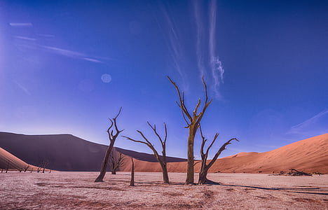 withered tree at the center of desert under blue and white cloudy sky during daytime thumbnail