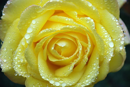 macro shot of yellow flower thumbnail