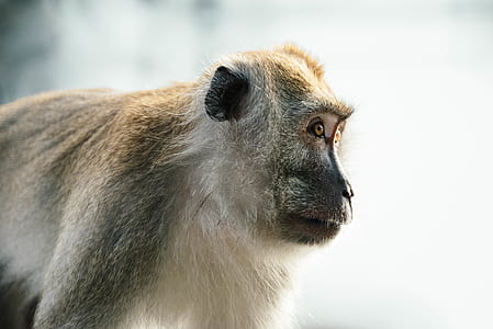 black monkey in selective focus photography thumbnail