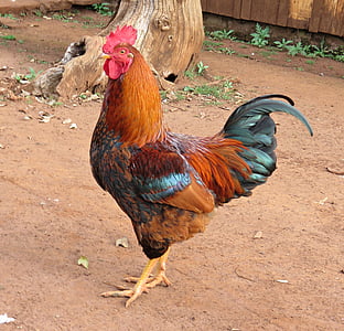 brown and black rooster thumbnail