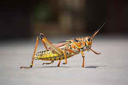 orange and beige grasshopper thumbnail