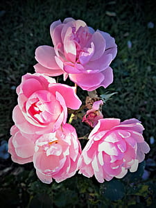 pink roses thumbnail