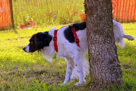 selective focus photography of medium-coated black and white dog thumbnail