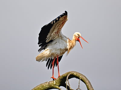 red long beak bird perched on tree thumbnail