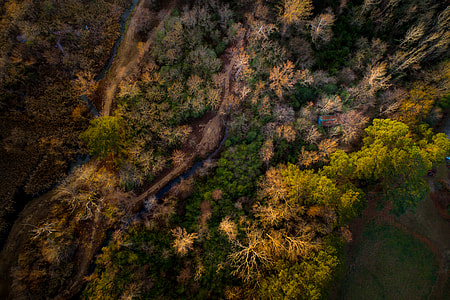 aerial photography of forest thumbnail