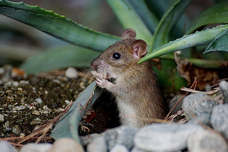 brown mouse beside green plant thumbnail