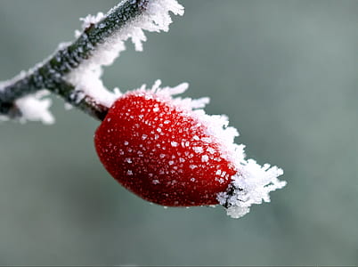 selective photography of red fruit covered with snow thumbnail
