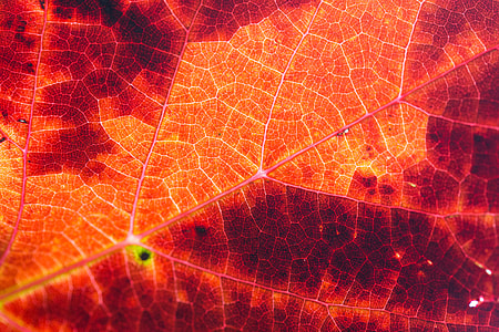 Red Autumn Leaf Structure Background thumbnail