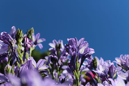 purple petaled flowers during daytime thumbnail