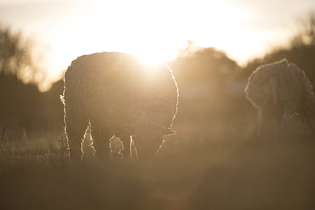 lamb on grass field thumbnail
