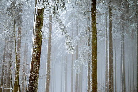 green trees photo during winter thumbnail
