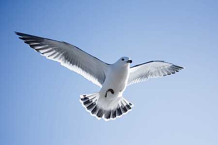 low angle photography of white Albatross flying under blue sky background thumbnail