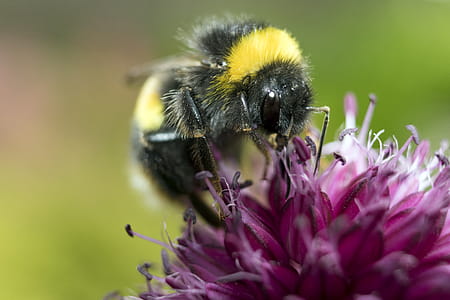 Yellow and Black Honeybee on Pink Petaled Flower thumbnail