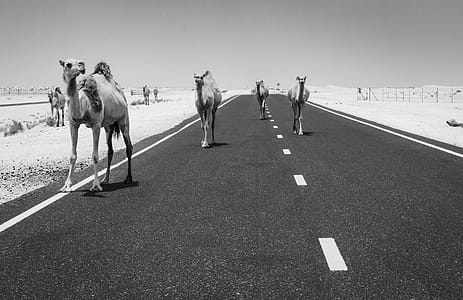 Grayscale Photo Of Camels On The Road thumbnail