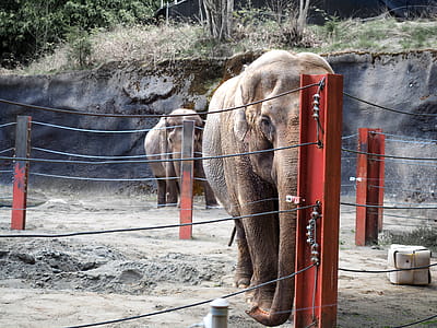 Elephant Near Orange And Black Fence thumbnail