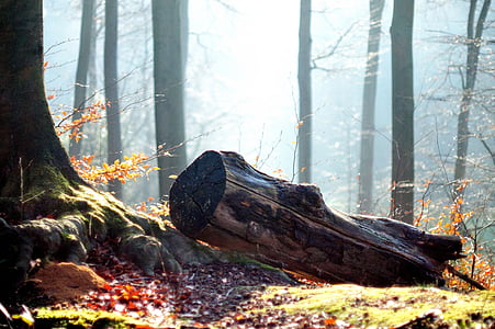 brown tree logs thumbnail