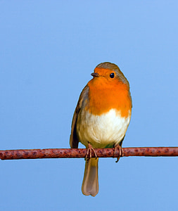 red and white bird perching on branch thumbnail