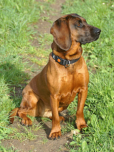 redbone coonhound sitting on grassfield thumbnail