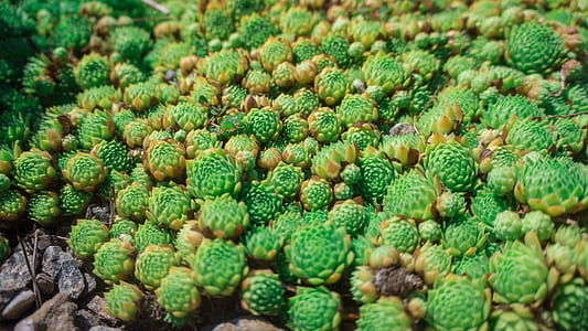 close-up photo of green succulents thumbnail