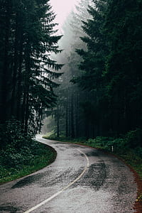pathway leading to forest covered in mist thumbnail