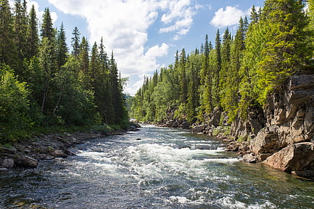river between growing green trees under sky thumbnail