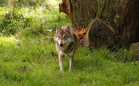 wolf walking on grass thumbnail