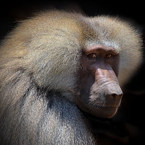 close-up photography of orangutan thumbnail