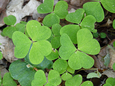 Common Wood Sorrel, Klee thumbnail