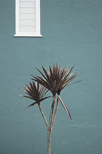 selective focus photography of brown leaf plants thumbnail