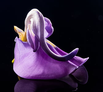 photo of purple petaled flower thumbnail