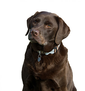 black labrador retriever thumbnail