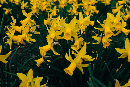 Yellow narcissus flowers thumbnail