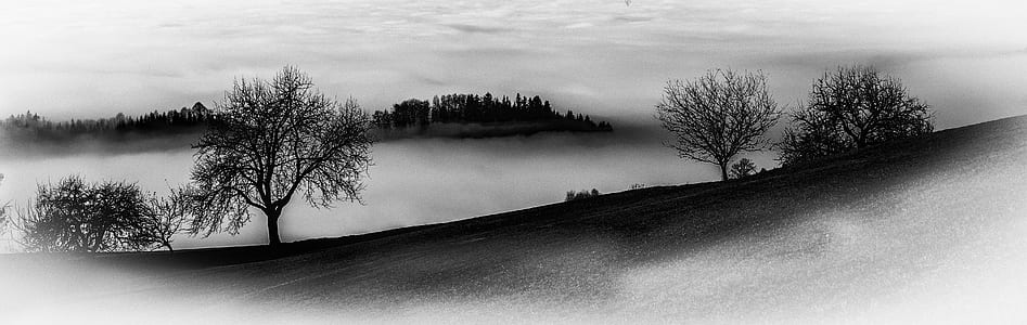 greyscale photo of trees and fogs thumbnail