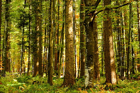 photography of green leafed trees thumbnail