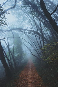 landscape photo of pathway under trees during day time thumbnail