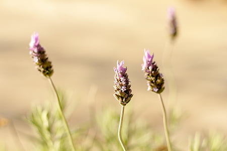 macro shot photography of purple flowers thumbnail