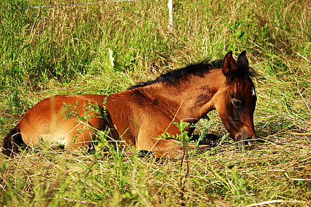 brown horse laying on grass thumbnail